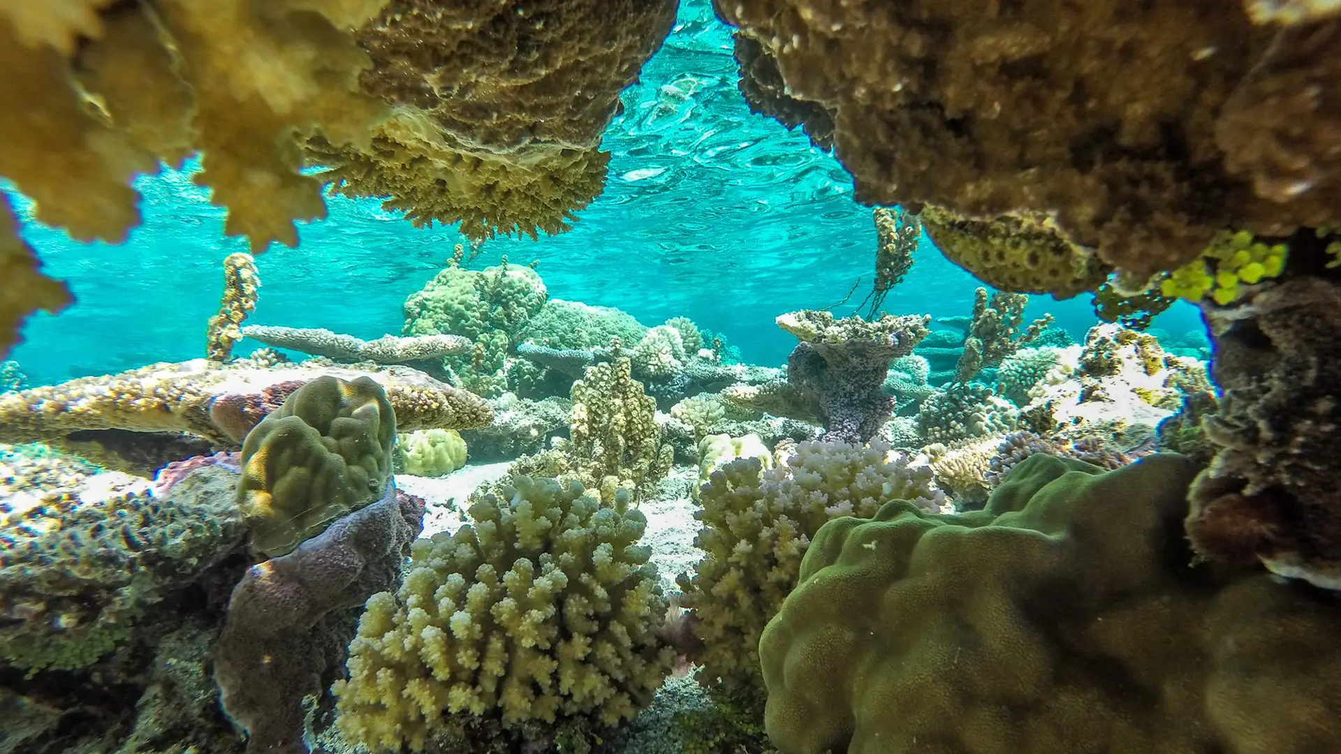 Combo excursion ATV et snorkeling raies manta Bora Bora
