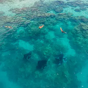 Raie aigle Bora Bora