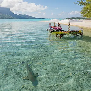 Requins Bora Bora