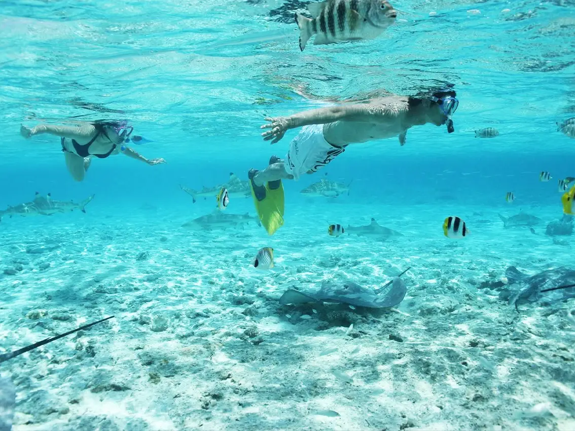 ATV and boat snorkeling with sharks and rays Bora Bora