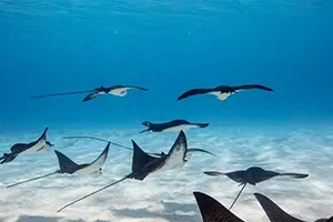 Eagle ray snorkeling Bora Bora lagoon