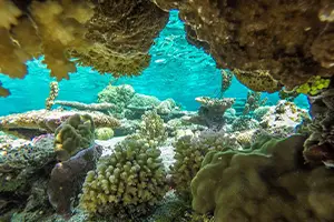 Reef discovery snorkeling Bora Bora