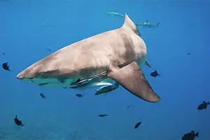 Sharks snorkeling Bora Bora lagoon